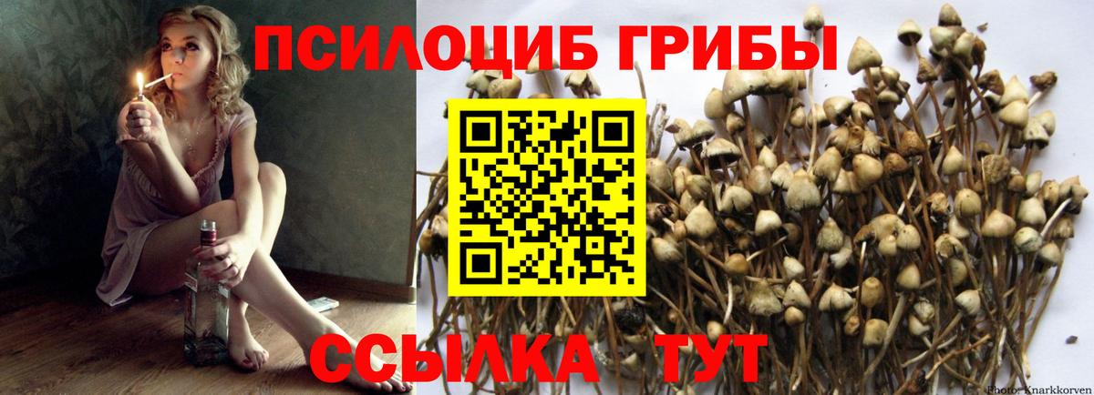 Псилоцибиновые грибы Psilocybe Псков